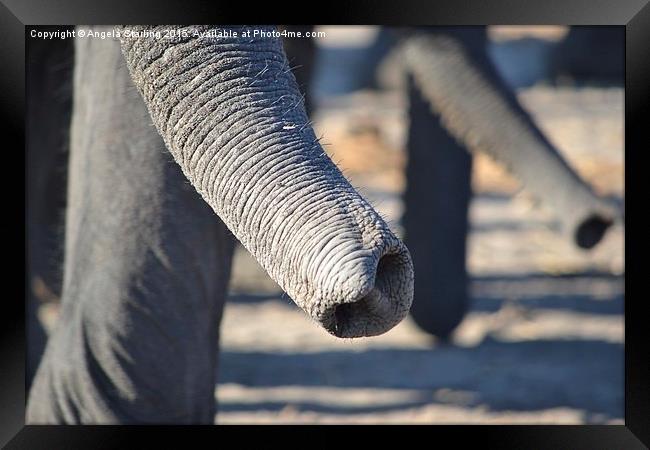  Elephant Trunks Framed Print by Angela Starling