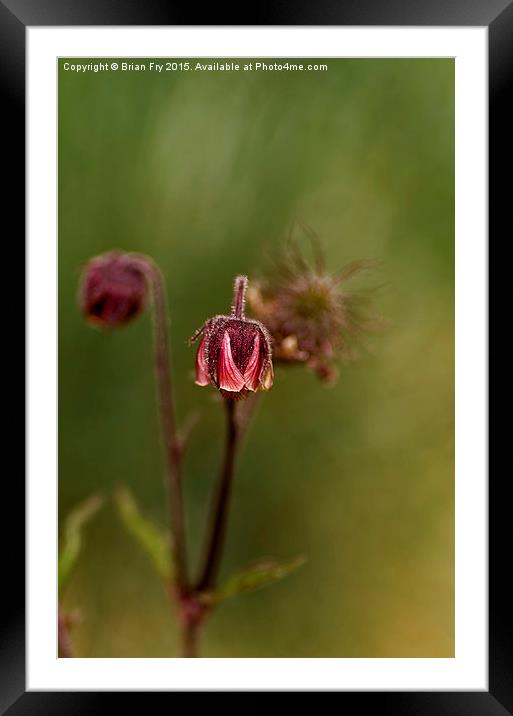  Geum Rivale Framed Mounted Print by Brian Fry