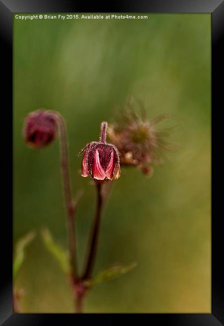  Geum Rivale Framed Print by Brian Fry