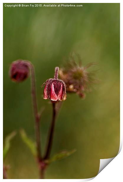  Geum Rivale Print by Brian Fry