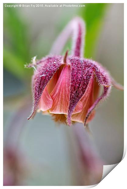 Geum Rivale Print by Brian Fry