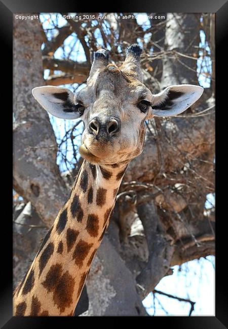 African Giraffe. Framed Print by Angela Starling