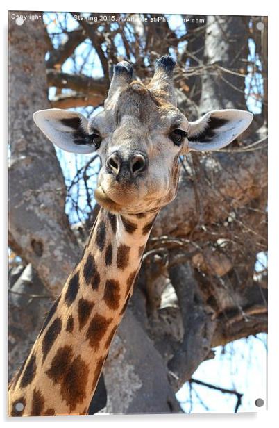 African Giraffe. Acrylic by Angela Starling