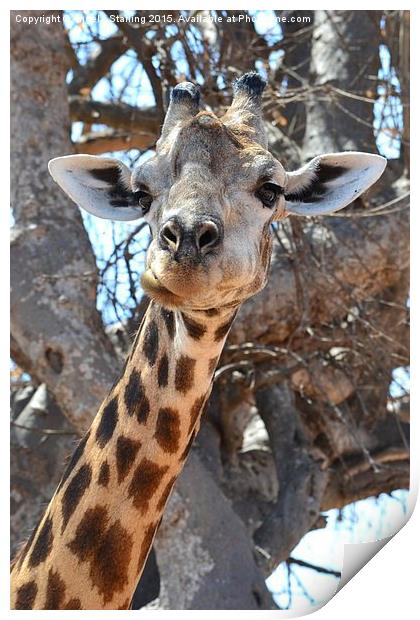 African Giraffe. Print by Angela Starling