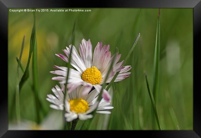  Daisy in long grass Framed Print by Brian Fry