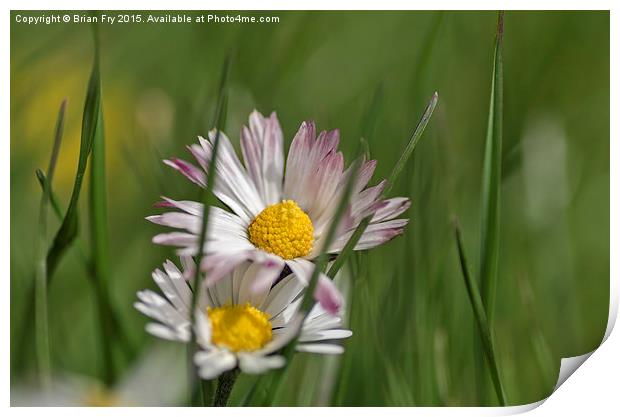  Daisy in long grass Print by Brian Fry