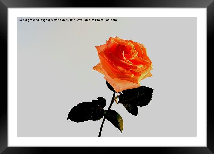 A beautiful rose Framed Mounted Print by Ali asghar Mazinanian