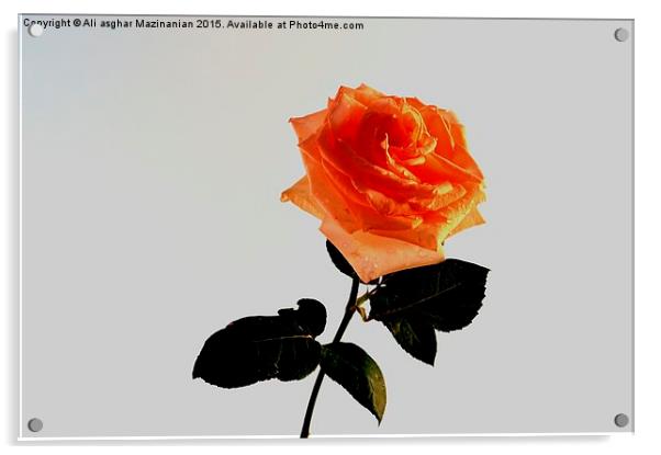 A beautiful rose Acrylic by Ali asghar Mazinanian