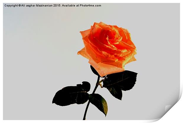 A beautiful rose Print by Ali asghar Mazinanian