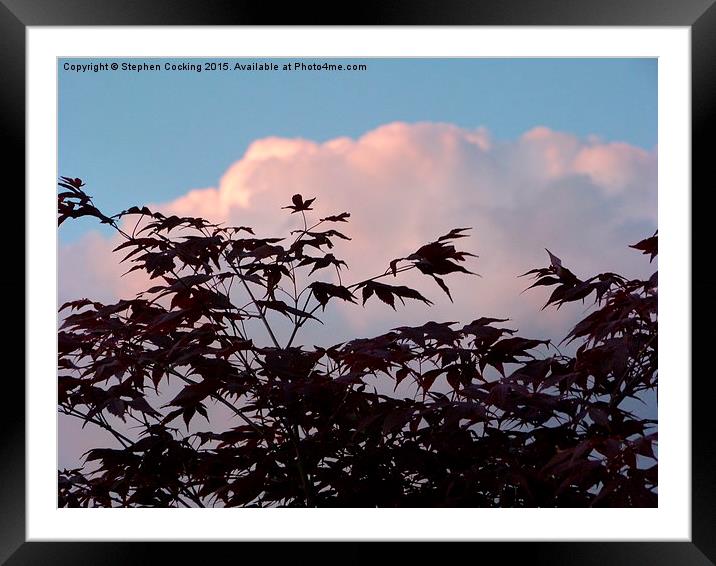  Acer Leaves at Sunset Framed Mounted Print by Stephen Cocking