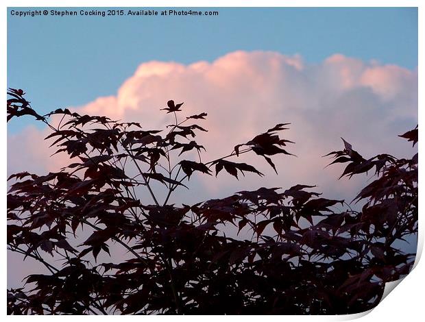  Acer Leaves at Sunset Print by Stephen Cocking