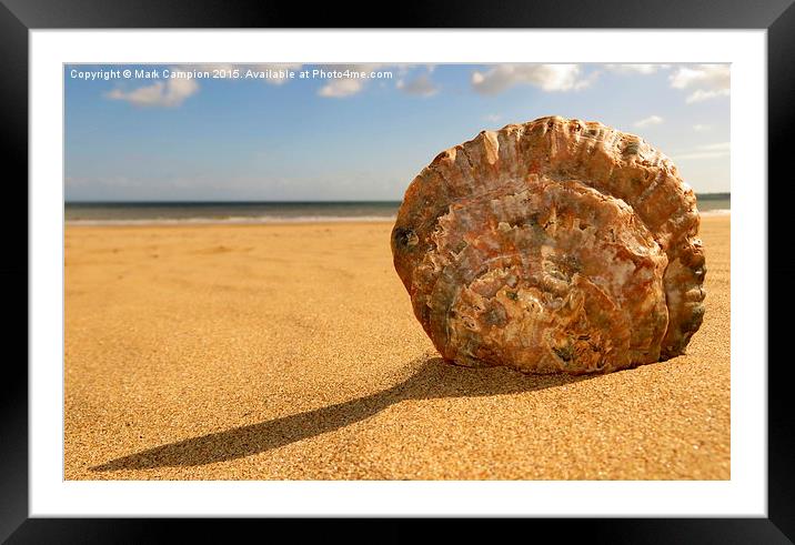 Swansea Oyster Shell Framed Mounted Print by Mark Campion