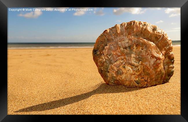 Swansea Oyster Shell Framed Print by Mark Campion