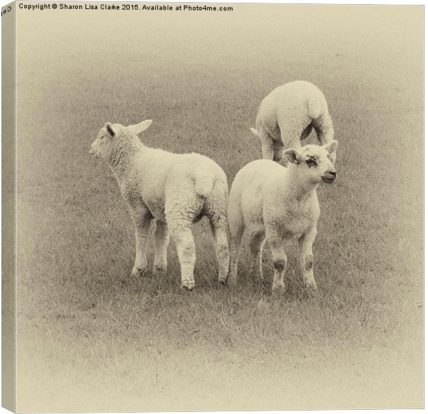  Three little lambs Canvas Print by Sharon Lisa Clarke