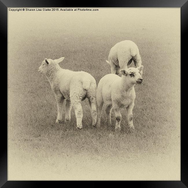  Three little lambs Framed Print by Sharon Lisa Clarke