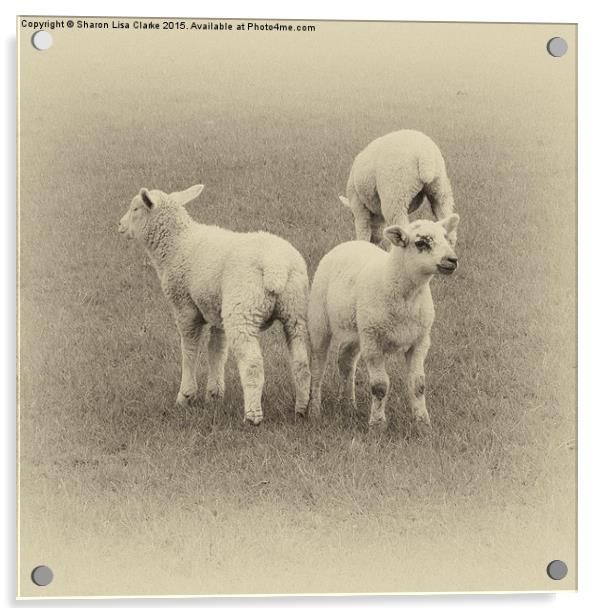  Three little lambs Acrylic by Sharon Lisa Clarke