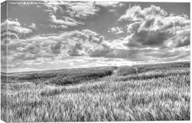  Field of crop blowing in the wind. Canvas Print by Andrew Heaps
