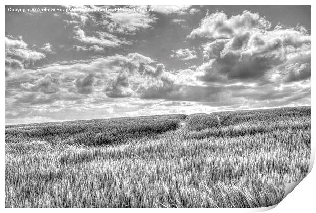  Field of crop blowing in the wind. Print by Andrew Heaps