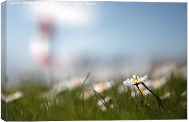 Souter and the Daisy Canvas Print by Ray Pritchard