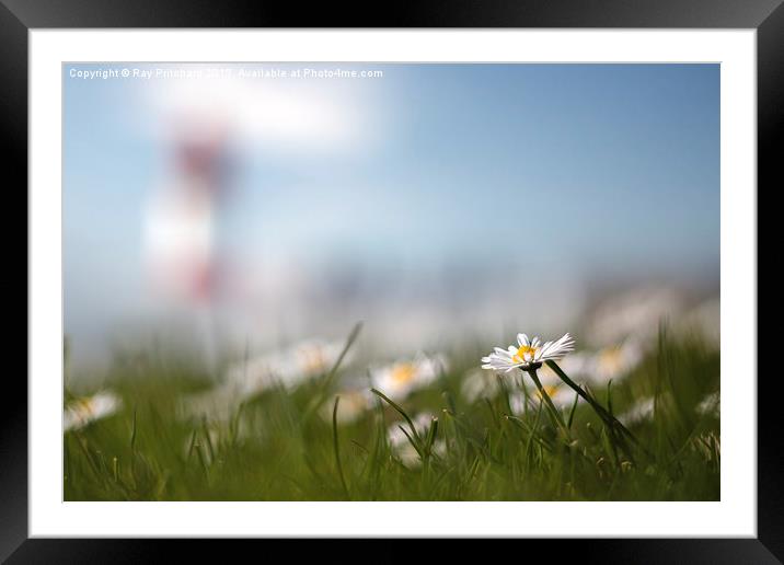 Souter and the Daisy Framed Mounted Print by Ray Pritchard