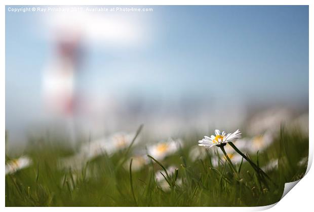 Souter and the Daisy Print by Ray Pritchard
