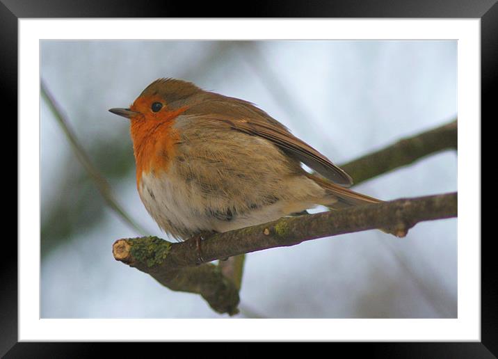 Cheeky Puffy Robin On Branch Framed Mounted Print by Dave Windsor