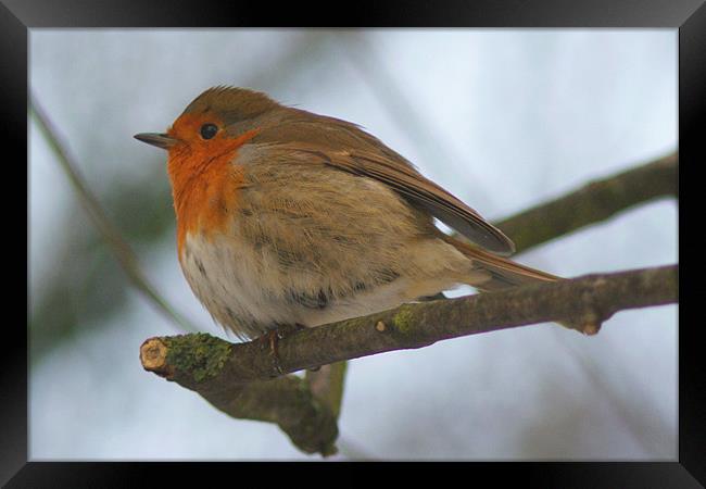 Cheeky Puffy Robin On Branch Framed Print by Dave Windsor