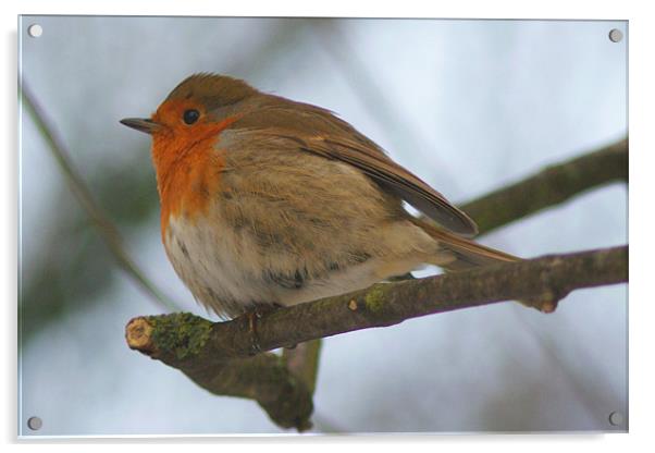 Cheeky Puffy Robin On Branch Acrylic by Dave Windsor