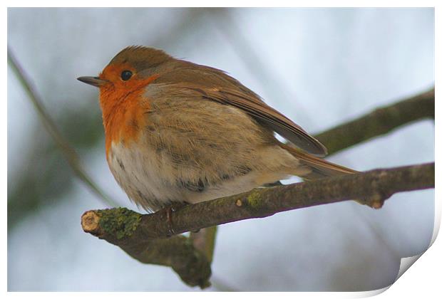 Cheeky Puffy Robin On Branch Print by Dave Windsor