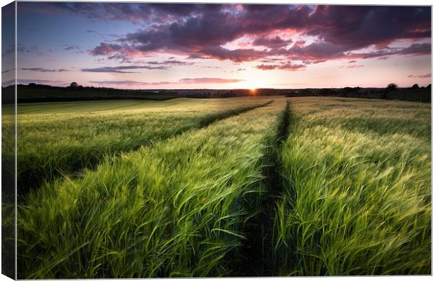  Barley fields at Sunset Canvas Print by Ian Hufton