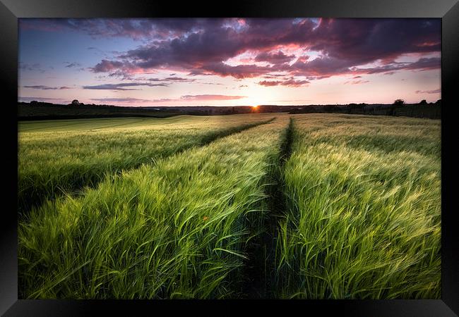  Barley fields at Sunset Framed Print by Ian Hufton