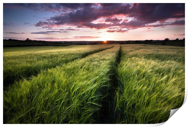  Barley fields at Sunset Print by Ian Hufton