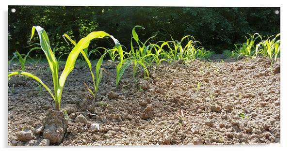  new corn Acrylic by Marinela Feier