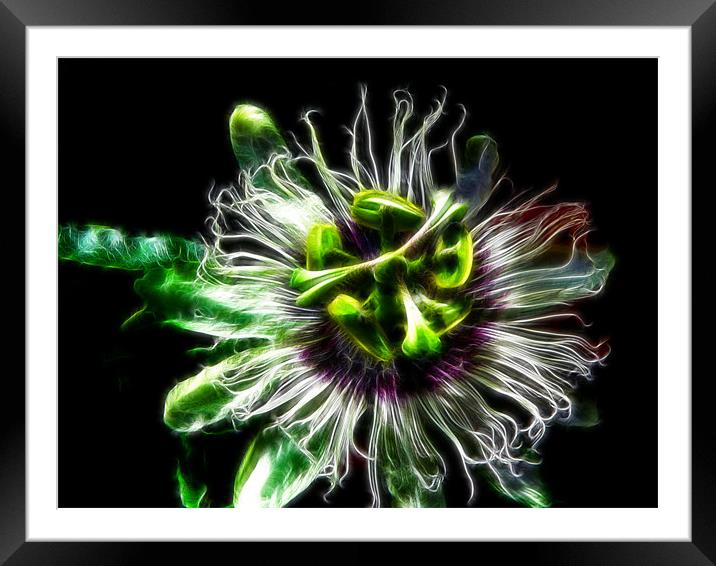 Passion Flower Framed Mounted Print by Maggie Stringer