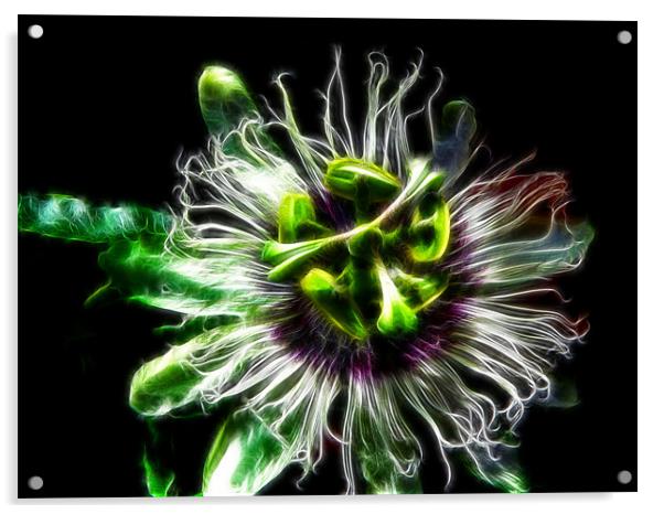 Passion Flower Acrylic by Maggie Stringer