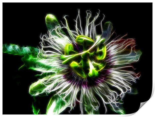 Passion Flower Print by Maggie Stringer