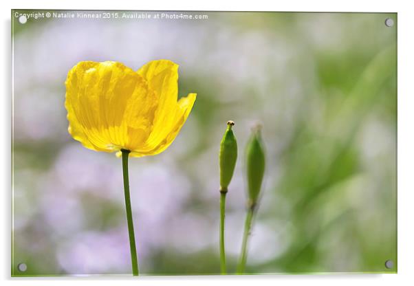 Yellow Welsh Poppy Acrylic by Natalie Kinnear