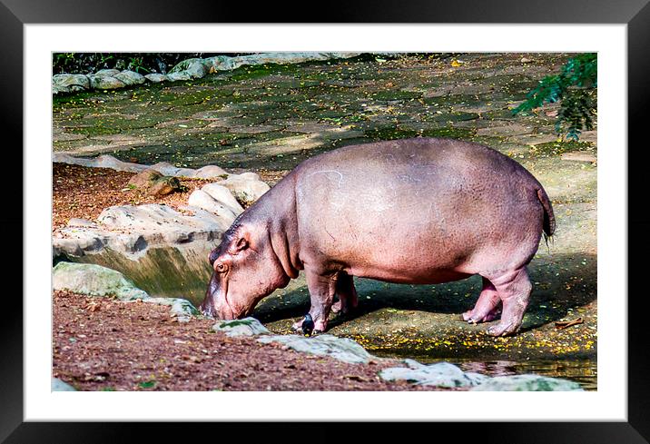  Hippo Framed Mounted Print by Hassan Najmy