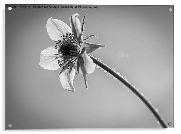 Macro Flowers Acrylic by Keith Thorburn EFIAP/b