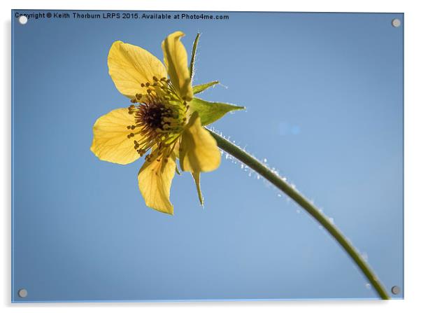 Macro Flowers Acrylic by Keith Thorburn EFIAP/b