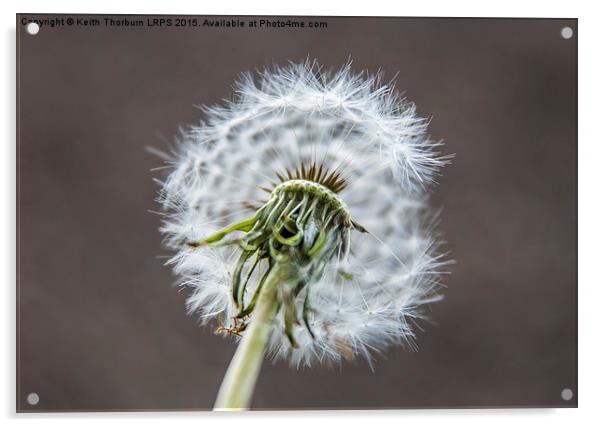 Macro Flowers Acrylic by Keith Thorburn EFIAP/b