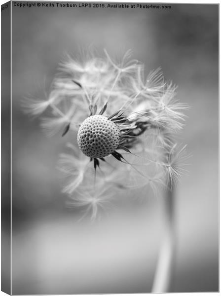 Dandelion  Canvas Print by Keith Thorburn EFIAP/b