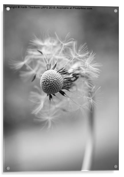 Dandelion  Acrylic by Keith Thorburn EFIAP/b