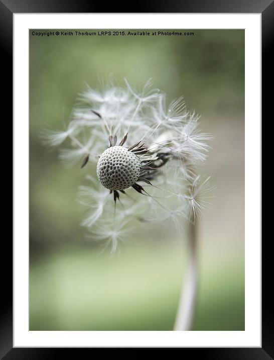 Dandelion Macro Flowers Framed Mounted Print by Keith Thorburn EFIAP/b