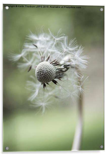 Dandelion Macro Flowers Acrylic by Keith Thorburn EFIAP/b