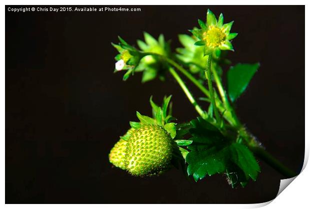 Strawberry Plant Print by Chris Day
