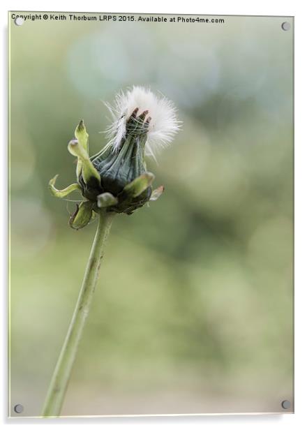 Dandelion Macro Flowers Acrylic by Keith Thorburn EFIAP/b