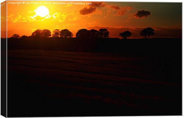  Wheat Field Sun Set Canvas Print by Ian Pettman