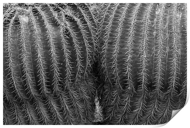  Two cacti, cheek to cheek Print by Jan Hofheiz
