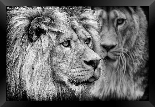  His Majesty Framed Print by Peter Lennon